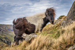 Mountain Pony